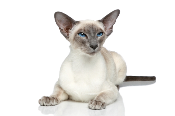 Siamese Cat Bow Wow Meow Pet Insurance