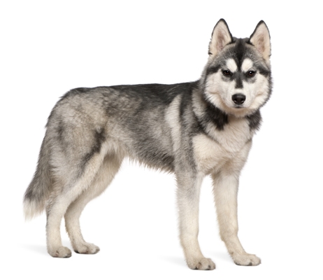 Siberian Husky Siberian Husky Bow Wow Meow Pet Insurance