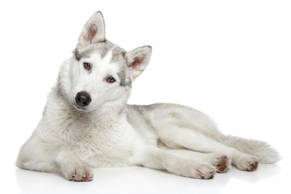 Siberian Husky Siberian Husky Bow Wow Meow Pet Insurance