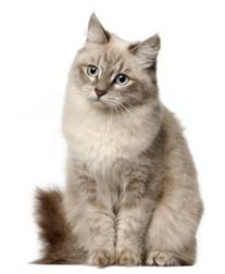 Siberian Cat