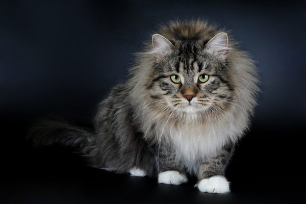 Siberian Cat Siberian cat Bow Wow Meow Pet Insurance