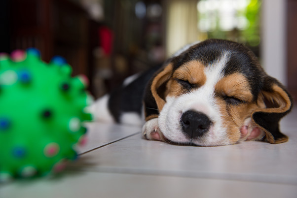 sleeping-puppy