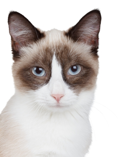 Snowshoe Cat Snowshoe Cat Bow Wow Meow Pet Insurance