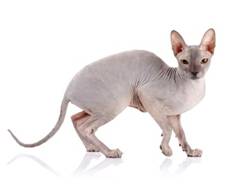 Sphynx Cat