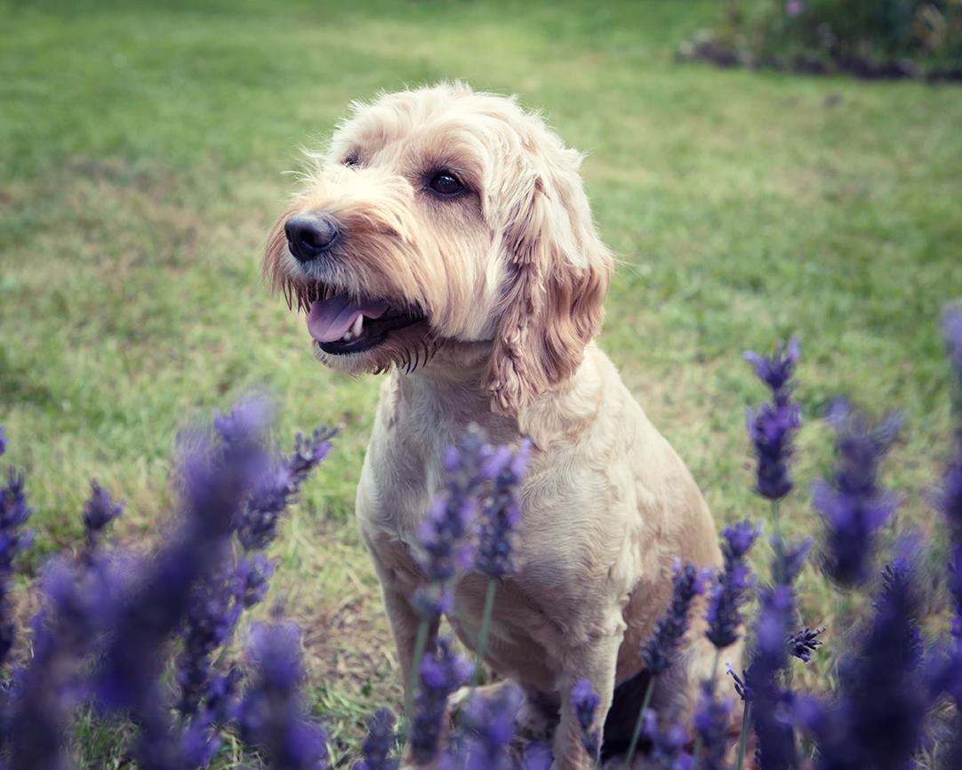 Spoodle Cockapoo Bow Wow Meow Pet Insurance