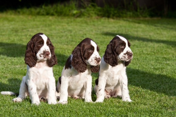 Springer Spaniel Puppies Springer Spaniel Bow Wow Meow Pet Insurance