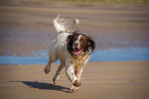 Springer Spaniel Running Springer Spaniel Bow Wow Meow Pet Insurance