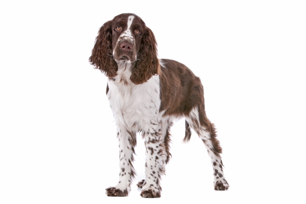 Springer Spaniel Springer Spaniel Bow Wow Meow Pet Insurance