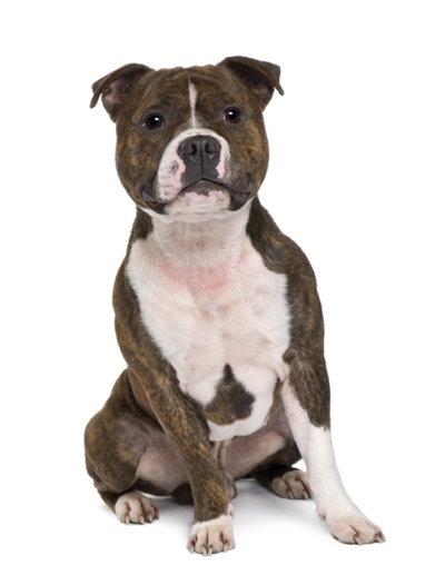 Staffordshire Bull Terrier Bow Wow Meow Pet Insurance