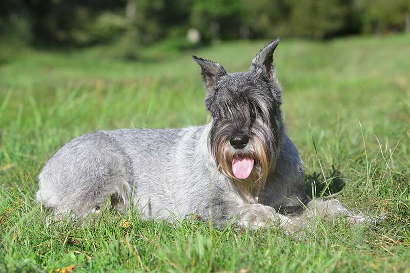 standard-schanuzer-laying-in-grass