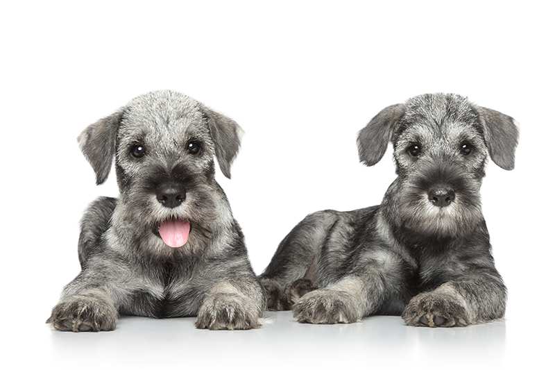 Schnauzer Bow Wow Meow Pet Insurance