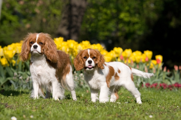 Cavalier King Charles Spaniels