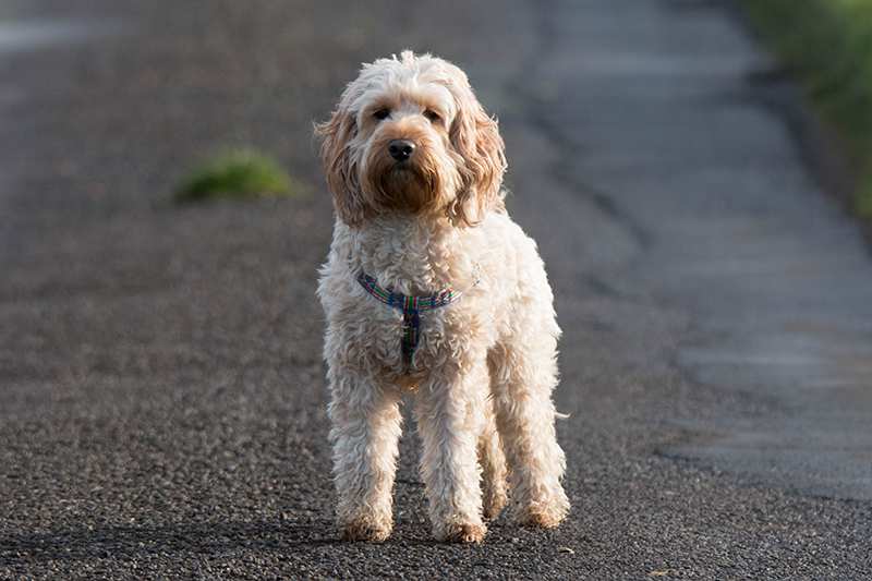 Spoodle Cockapoo Bow Wow Meow Pet Insurance