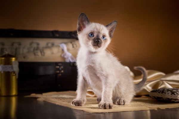 Tonkinese Kitten Tonkinese Cat Bow Wow Meow Pet Insurance