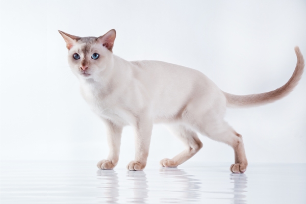 Tonkinese Cat