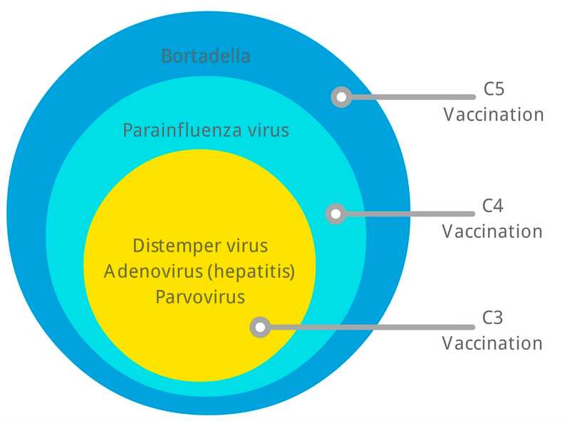 dog vaccinations-infographic