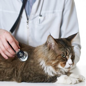 vet-Cat-with-Stethoscope-thumb-700×700-300×300