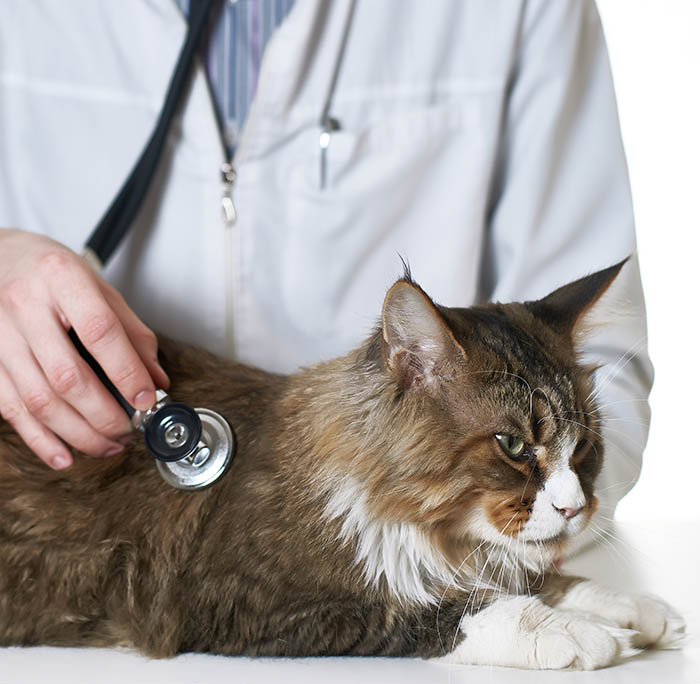 vet-Cat-with-Stethoscope-thumb-700×700