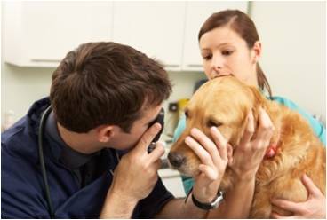 Vet checking dogs eye