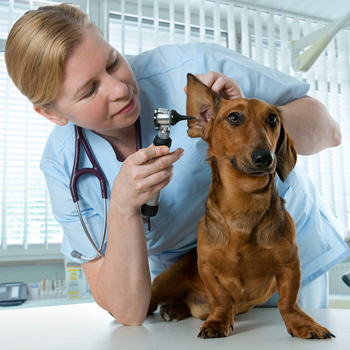 Ear infection in dogs and cats Bow Wow Meow