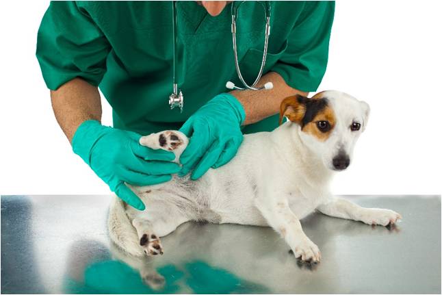 Vet treating dog