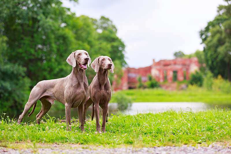 Weimaraner Bow Wow Meow Pet Insurance