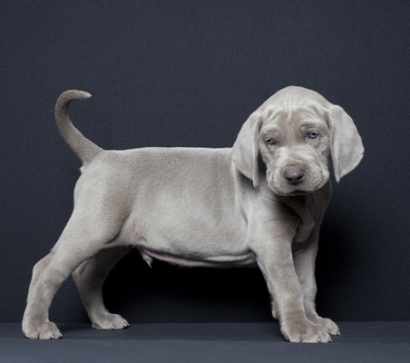 Weimaraner Puppy Weimaraner Bow Wow Meow Pet Insurance