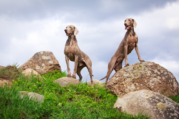 Weimaraner Bow Wow Meow Pet Insurance