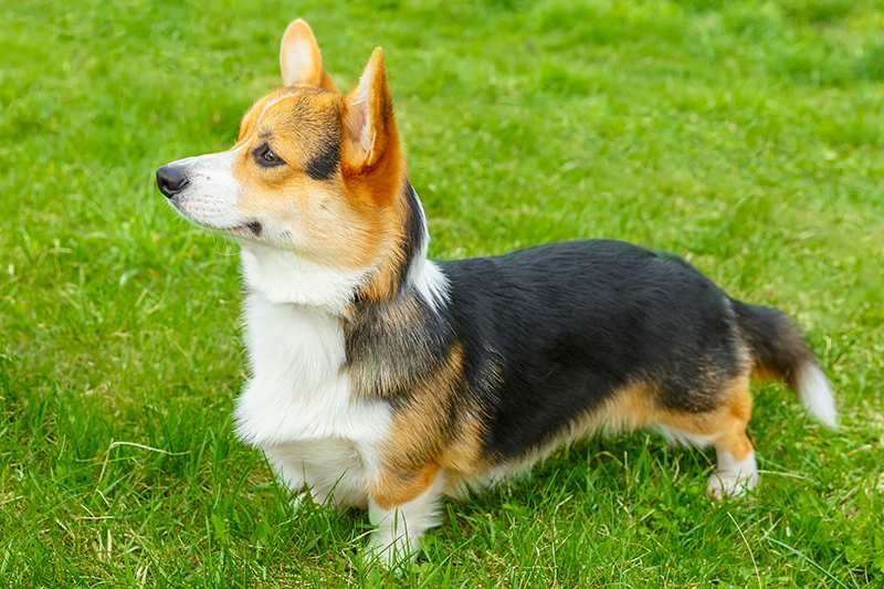 welsh-corgi-in-grass