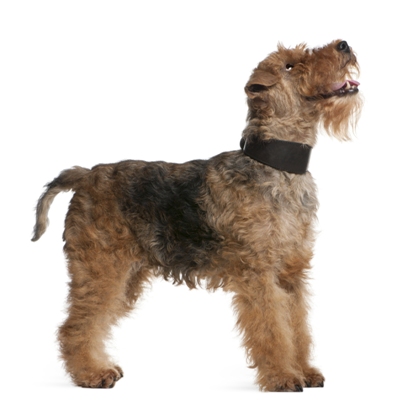 Welsh Terrier Bow Wow Meow Pet Insurance