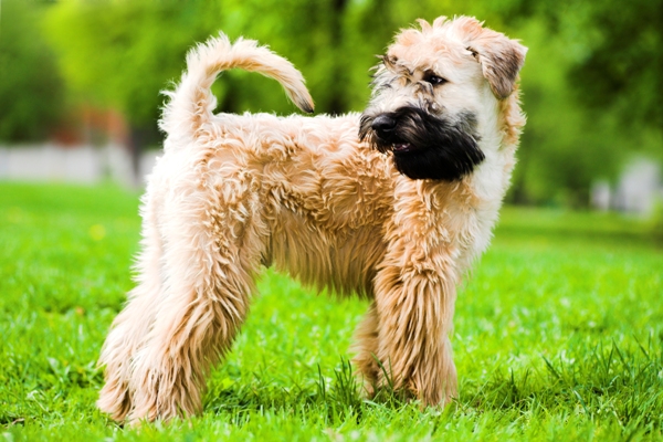 Wheaten Terrier Soft-coated Wheaten Terrier Bow Wow Meow Pet Insurance