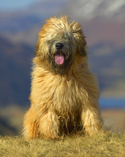 Wheaten Terrier Soft-coated Wheaten Terrier Bow Wow Meow Pet Insurance