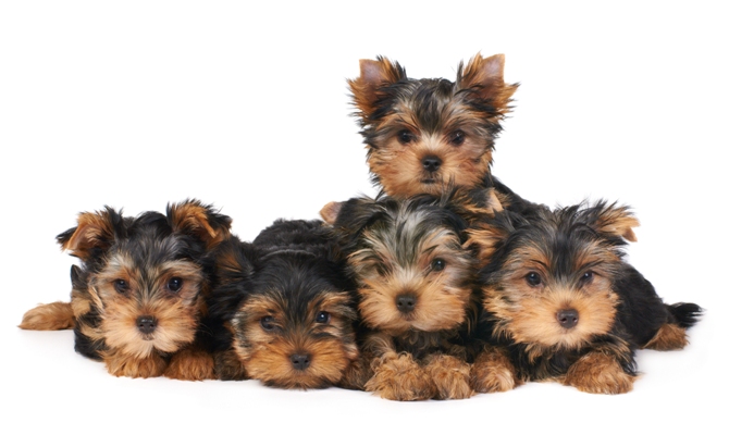 Yorkshire Terrier Puppies