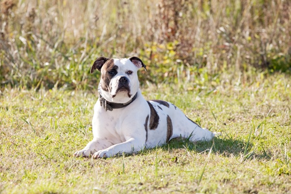 American Bulldog Bow Wow Meow Pet Insurance