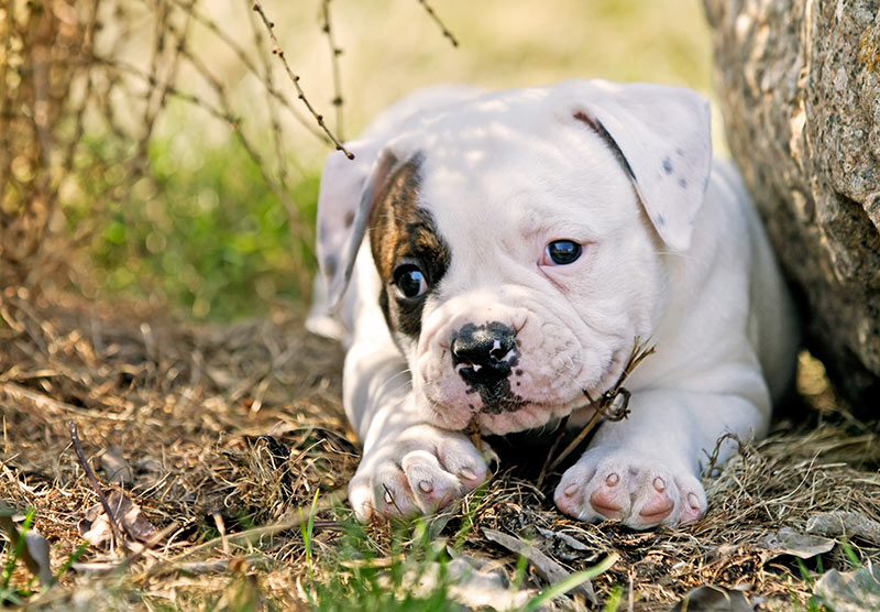 American Bulldog Bow Wow Meow Pet Insurance