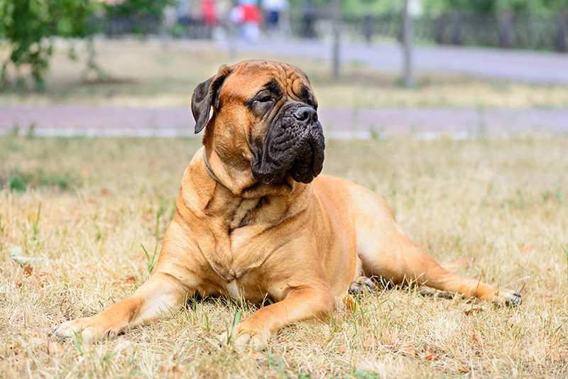 Bullmastiff Bow Wow Meow Pet Insurance