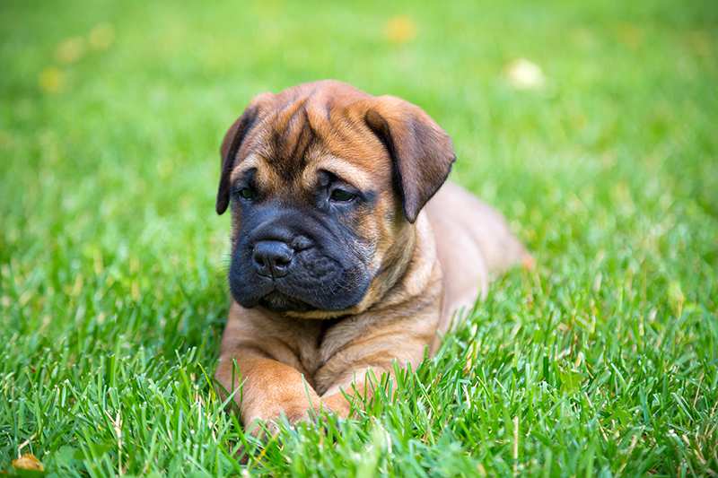 bullmastiff-puppy-lying-in-grass Bullmastiff Bow Wow Meow Pet Insurance