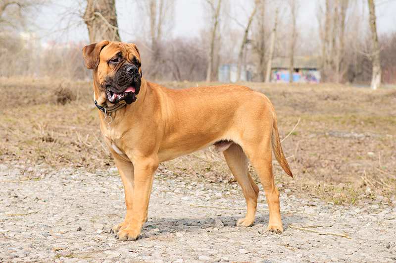 Bullmastiff Bow Wow Meow Pet Insurance