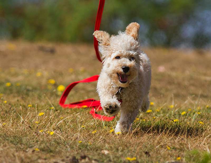 cavoodle-running-in-park