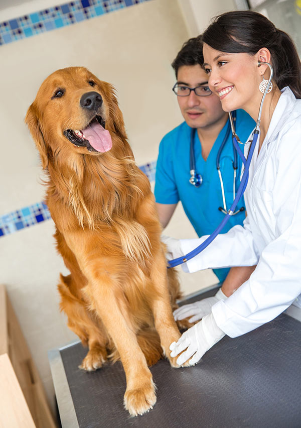 golden retriever at vet on examination table Golden Retriever Bow Wow Meow Pet Insurance