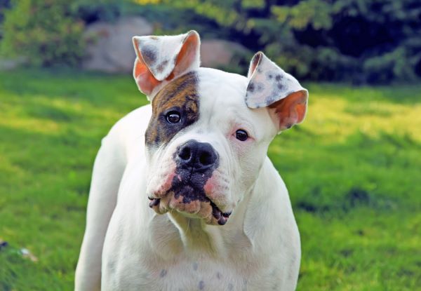 beautiful american bulldog looking at camera