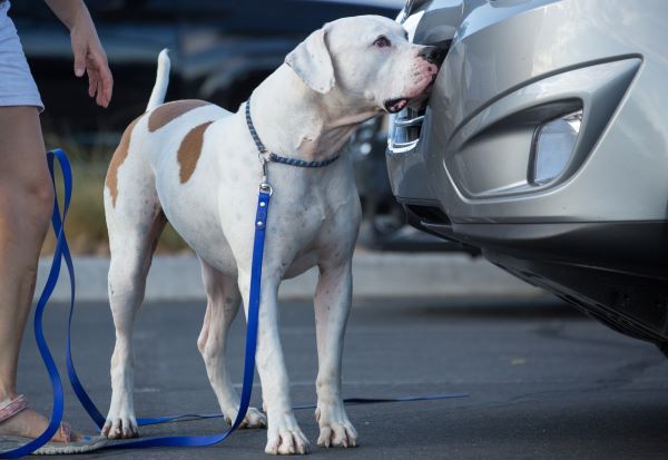 Large dog doing canine scent work