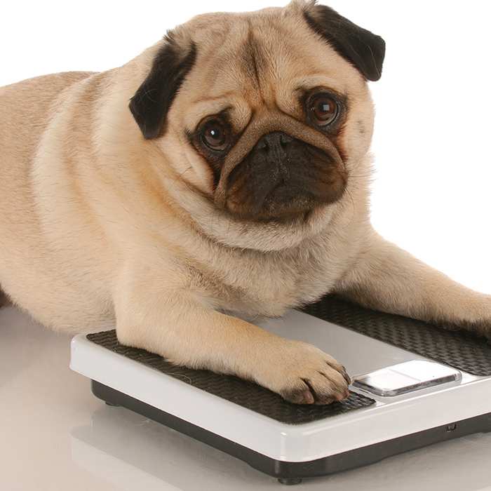 pug-lying-on-a-scale