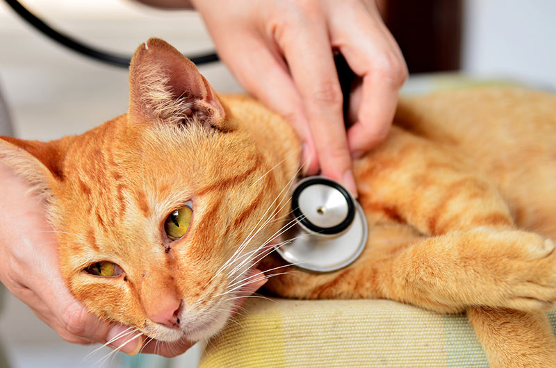 cat examinated by vet Pneumonia in cats: sick cat