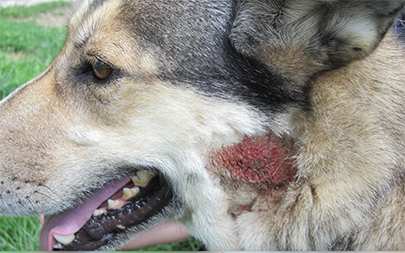 Dog with so called "Hot Spot" caused by skin trauma from excessive scratching and licking