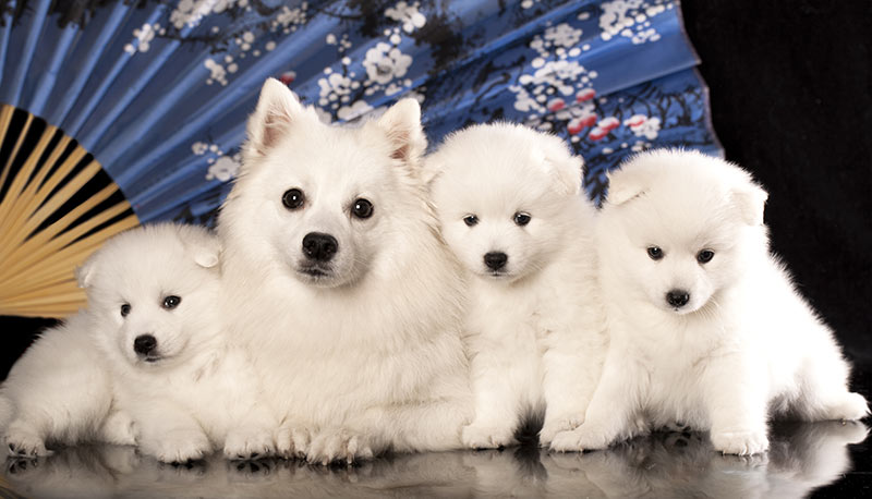 japanese spitz mom bitch with her puppies studio shot