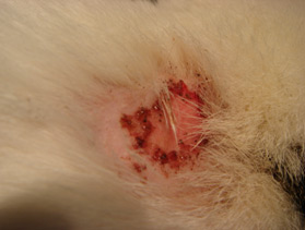 Flea bites (source: http://www.westcoastvet.co.nz/index.php?ps_page=newsletters&pi_newsletterid=2)