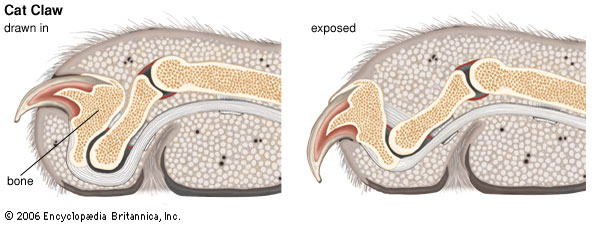 Cat Nail; Cat Claw. Nail disorder / torn nail in cats