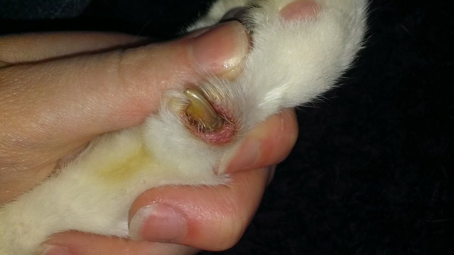 Cat nail infection. Cat nail disorder.