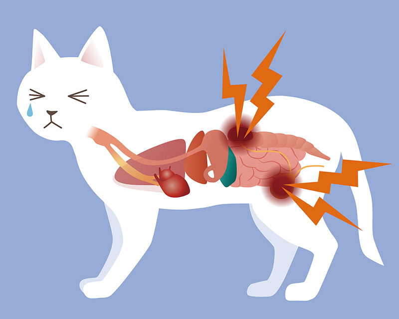 cat's organ and urologic disease